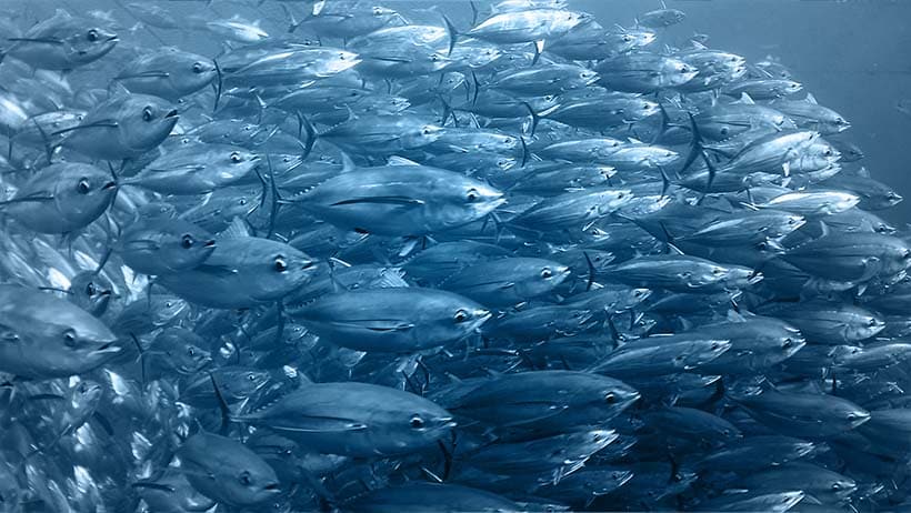 Tuna FIsh Schoal